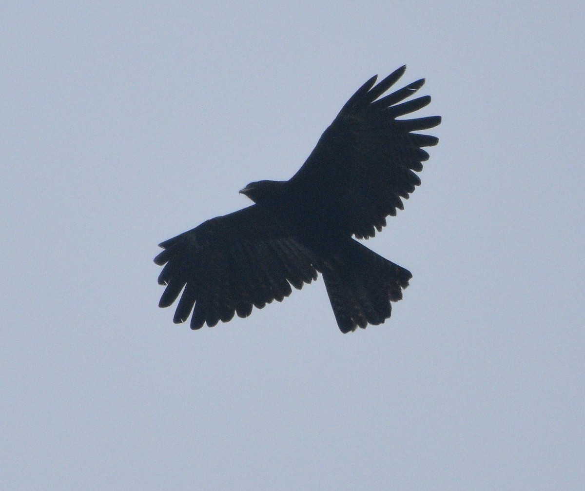 Black Eagle - Dibyendu Saha