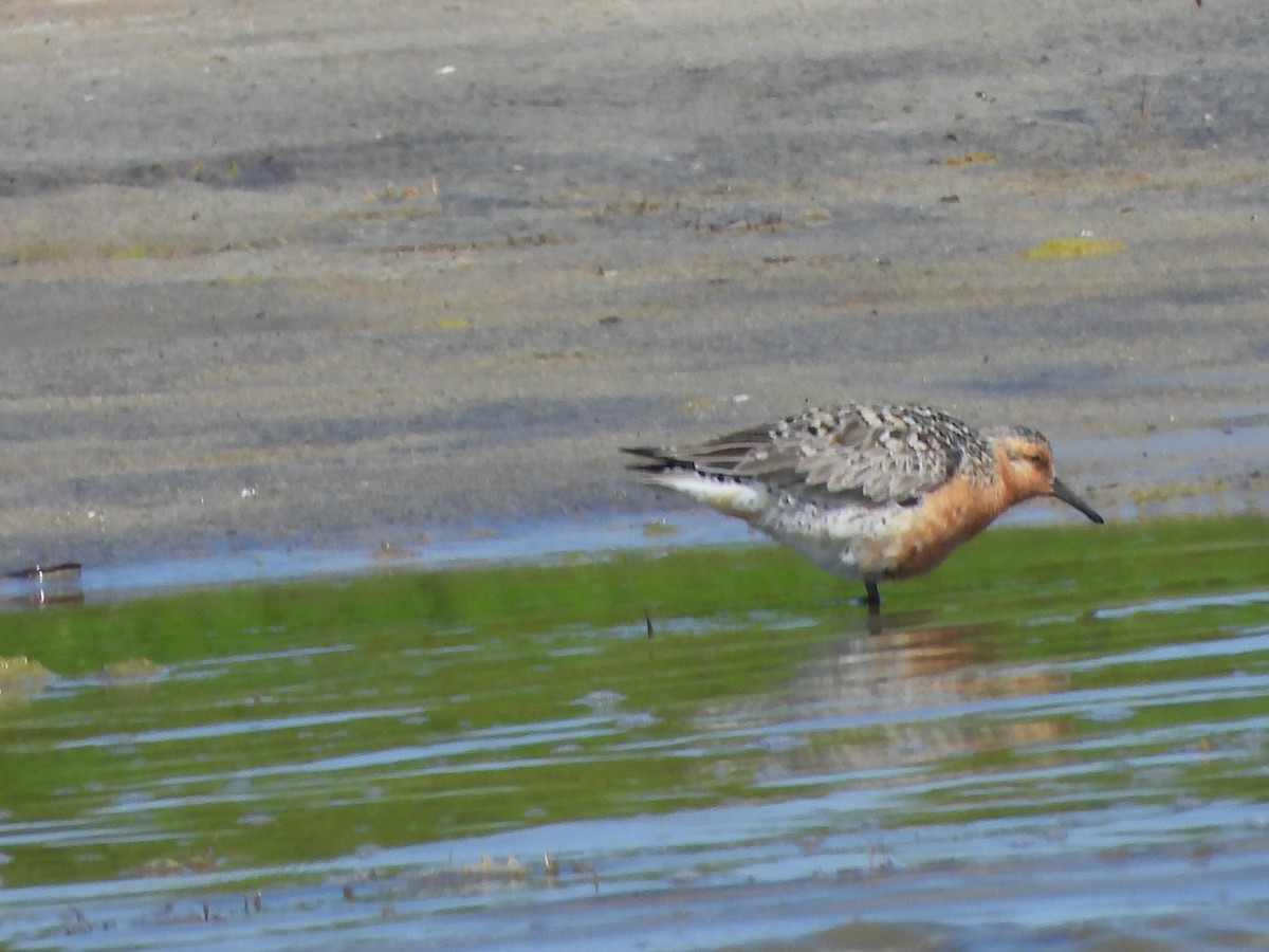 Red Knot - Dan Shuber