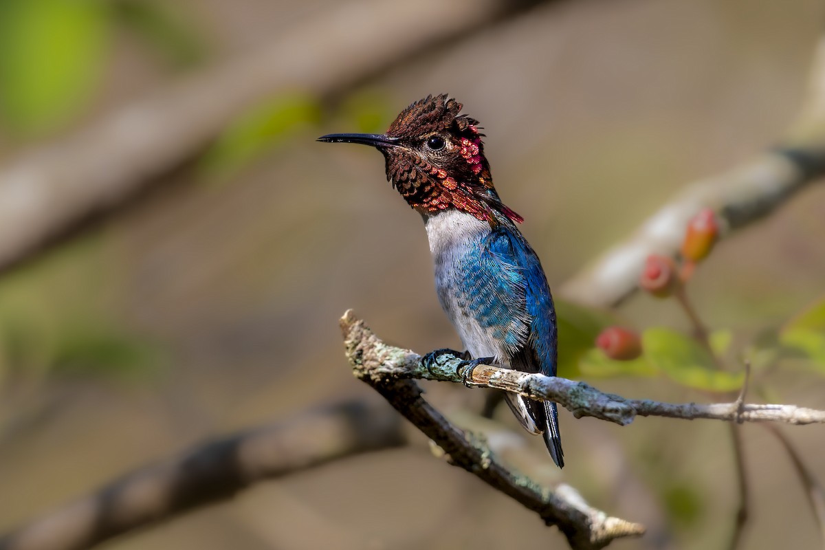 Bee Hummingbird - José Alberto Pérez Hechavarría