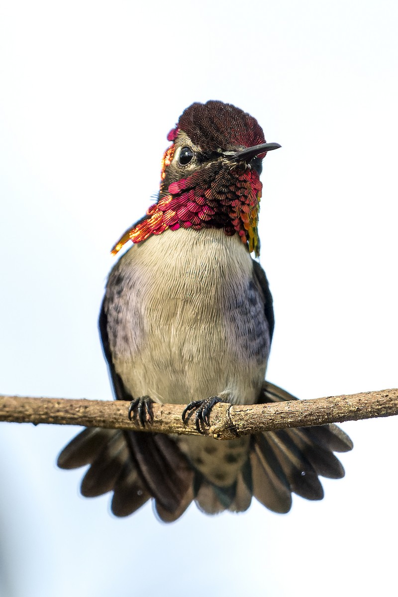 Bee Hummingbird - ML619517716