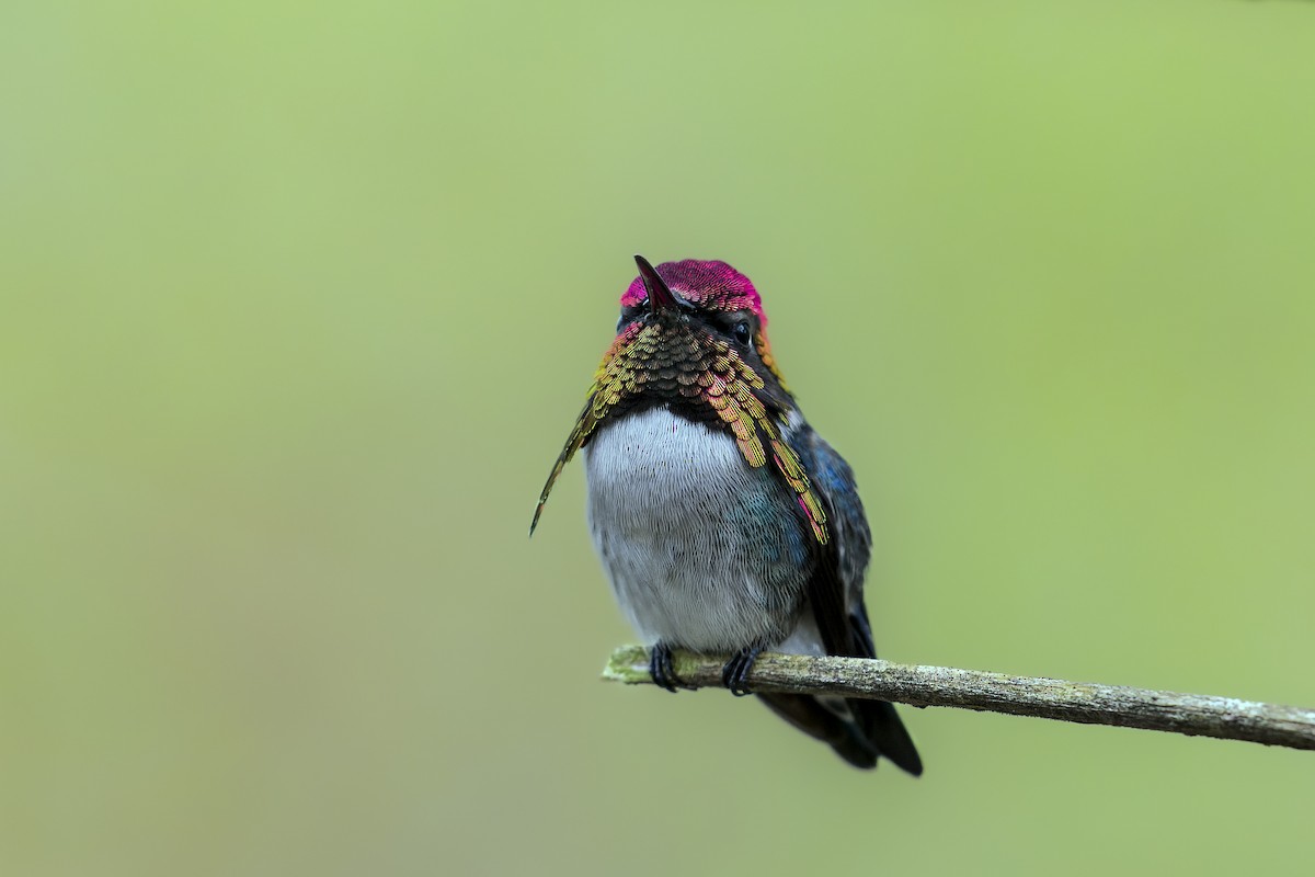 Bee Hummingbird - ML619517717