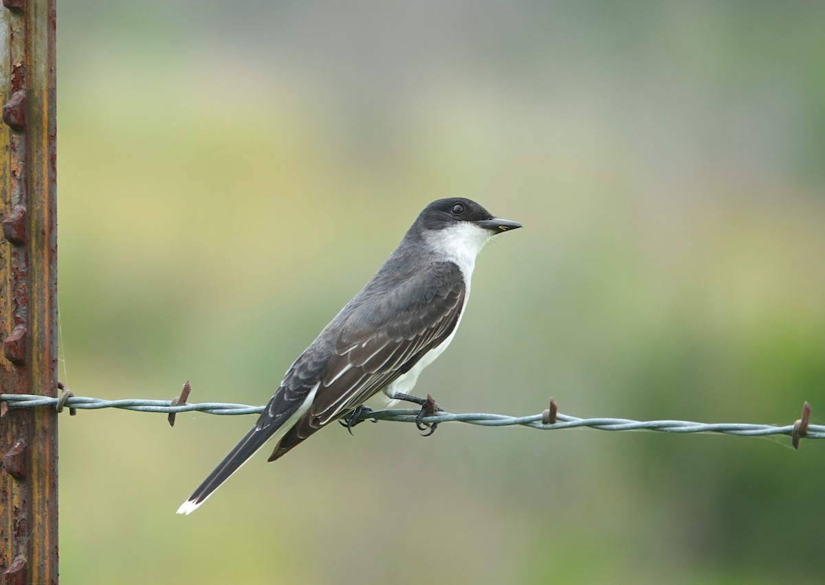 Eastern Kingbird - Doug Willick