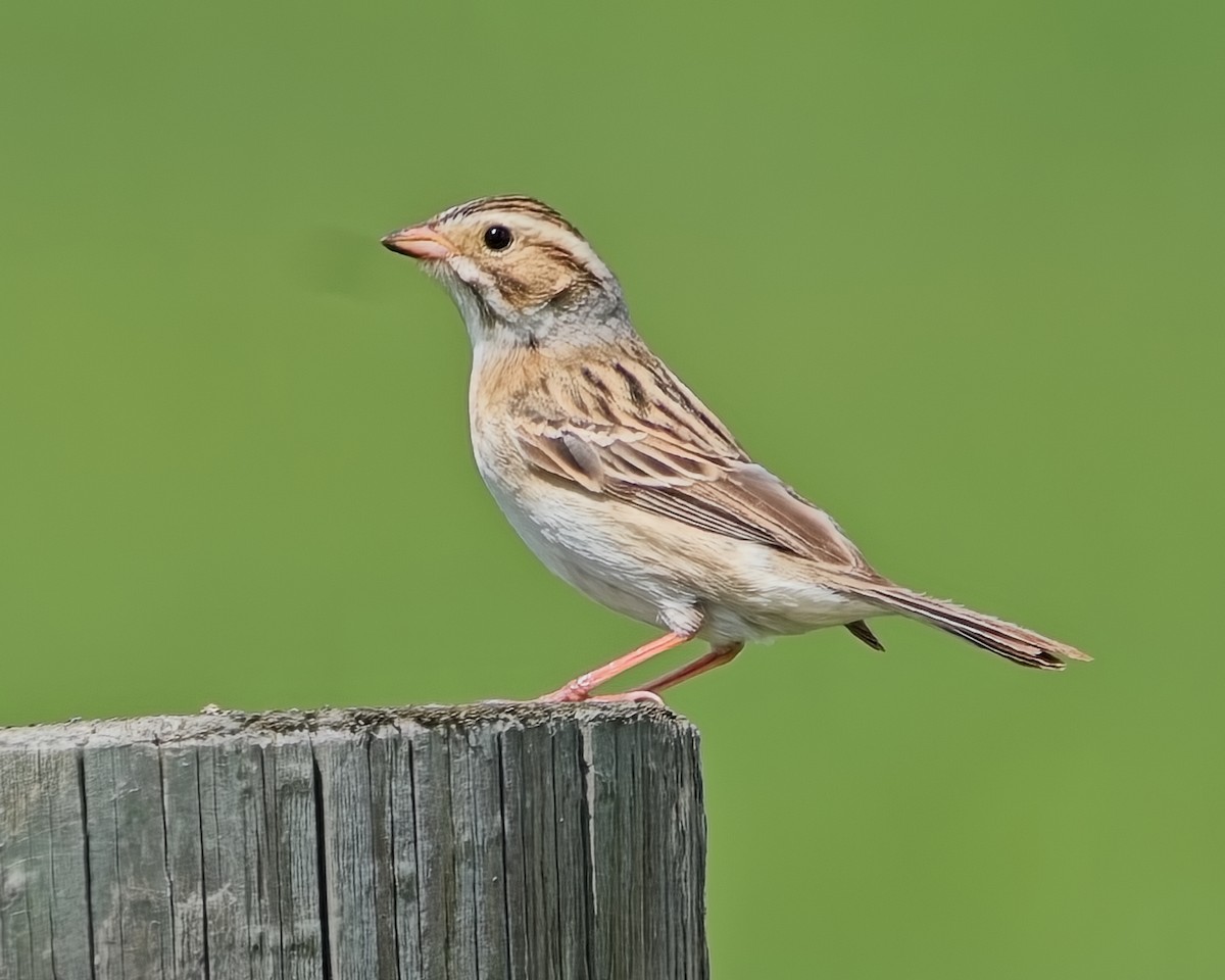 Clay-colored Sparrow - Frank Letniowski