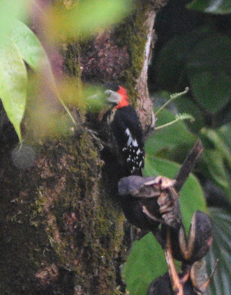 Crimson-naped Woodpecker - Dibyendu Saha