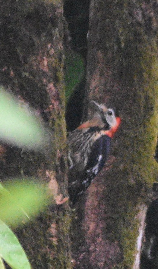 Crimson-naped Woodpecker - Dibyendu Saha