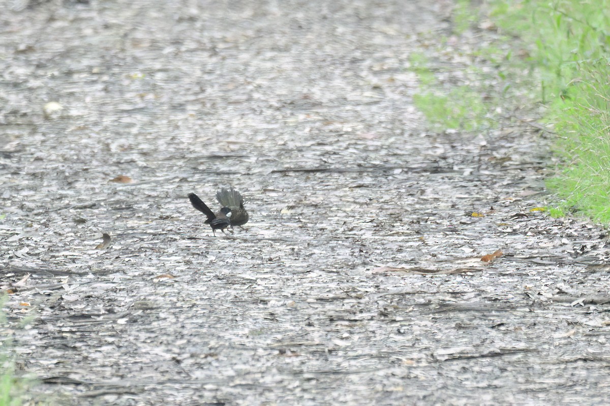 Eastern Whipbird - ML619517729