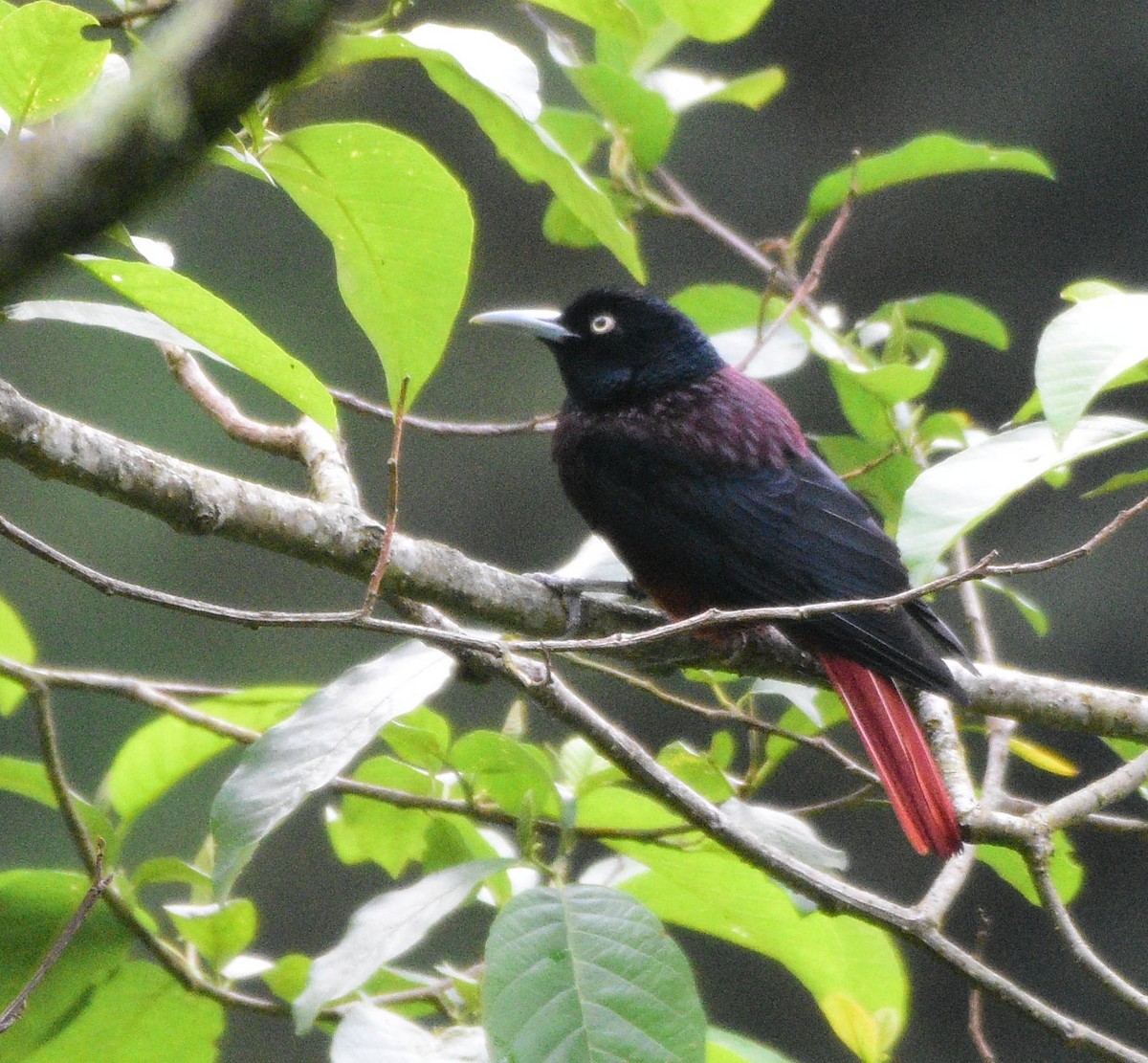 Maroon Oriole - Dibyendu Saha