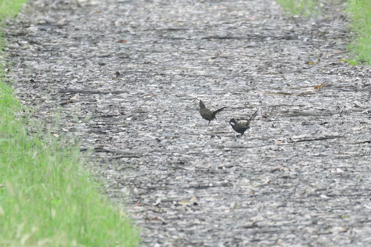 Eastern Whipbird - ML619517733