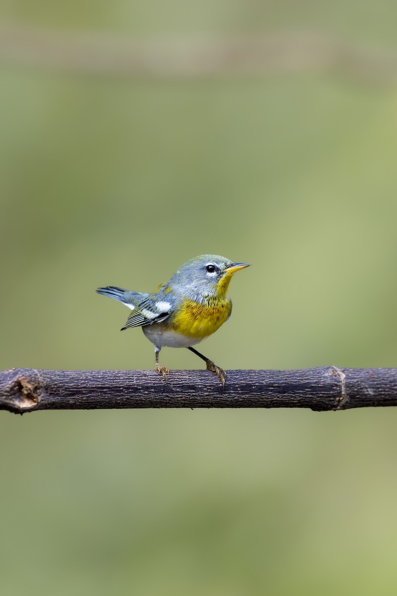 Northern Parula - José Alberto Pérez Hechavarría