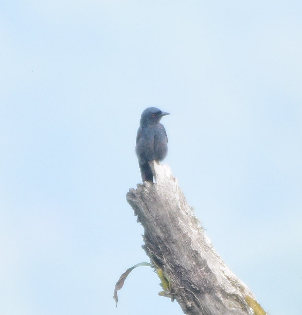 Kül Rengi Drongo - ML619517736