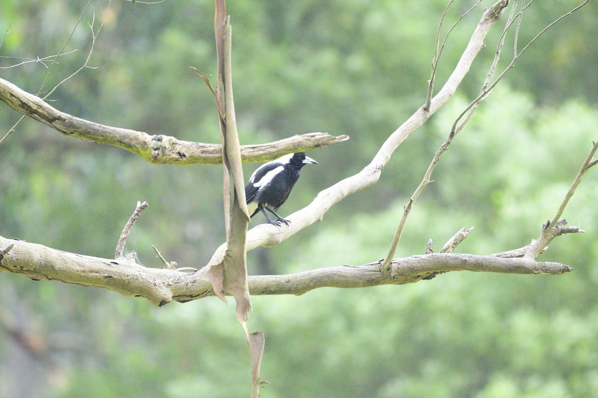 Australian Magpie - Ken Crawley