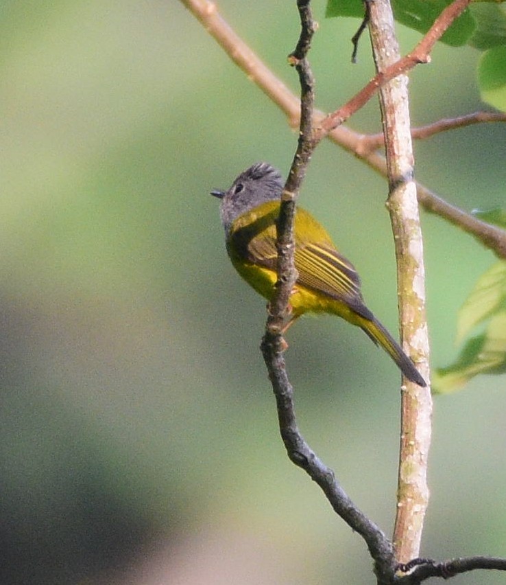 Gray-headed Canary-Flycatcher - Dibyendu Saha