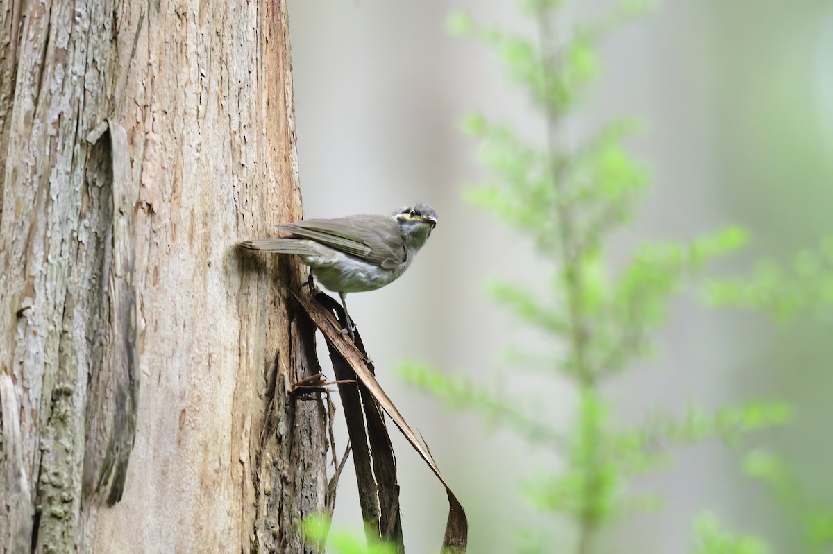 Yellow-faced Honeyeater - ML619517743