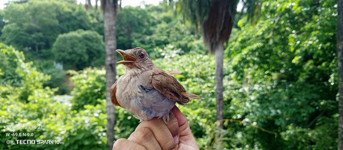 Pale-breasted Thrush - Luis Mieres Bastidas