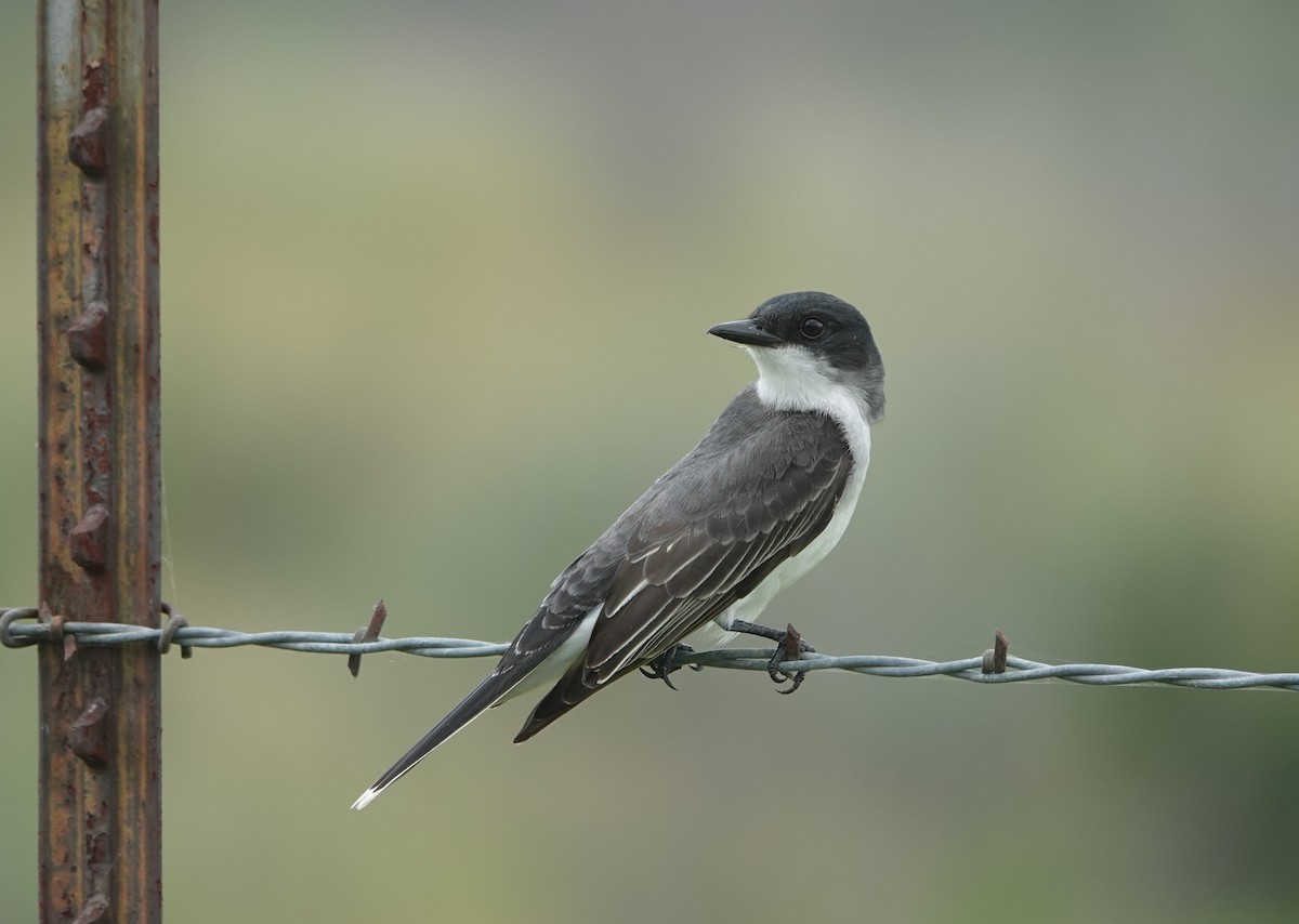 Eastern Kingbird - Doug Willick