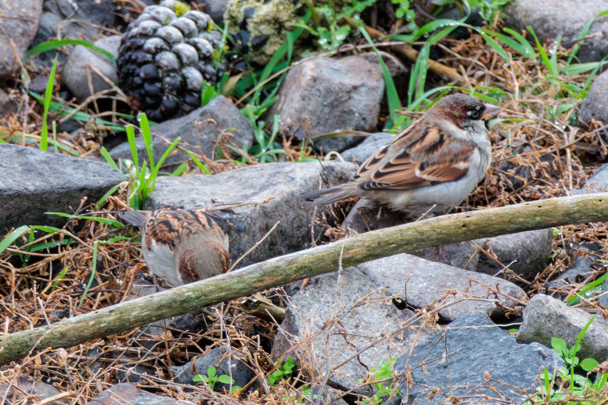 House Sparrow - Pierce Louderback