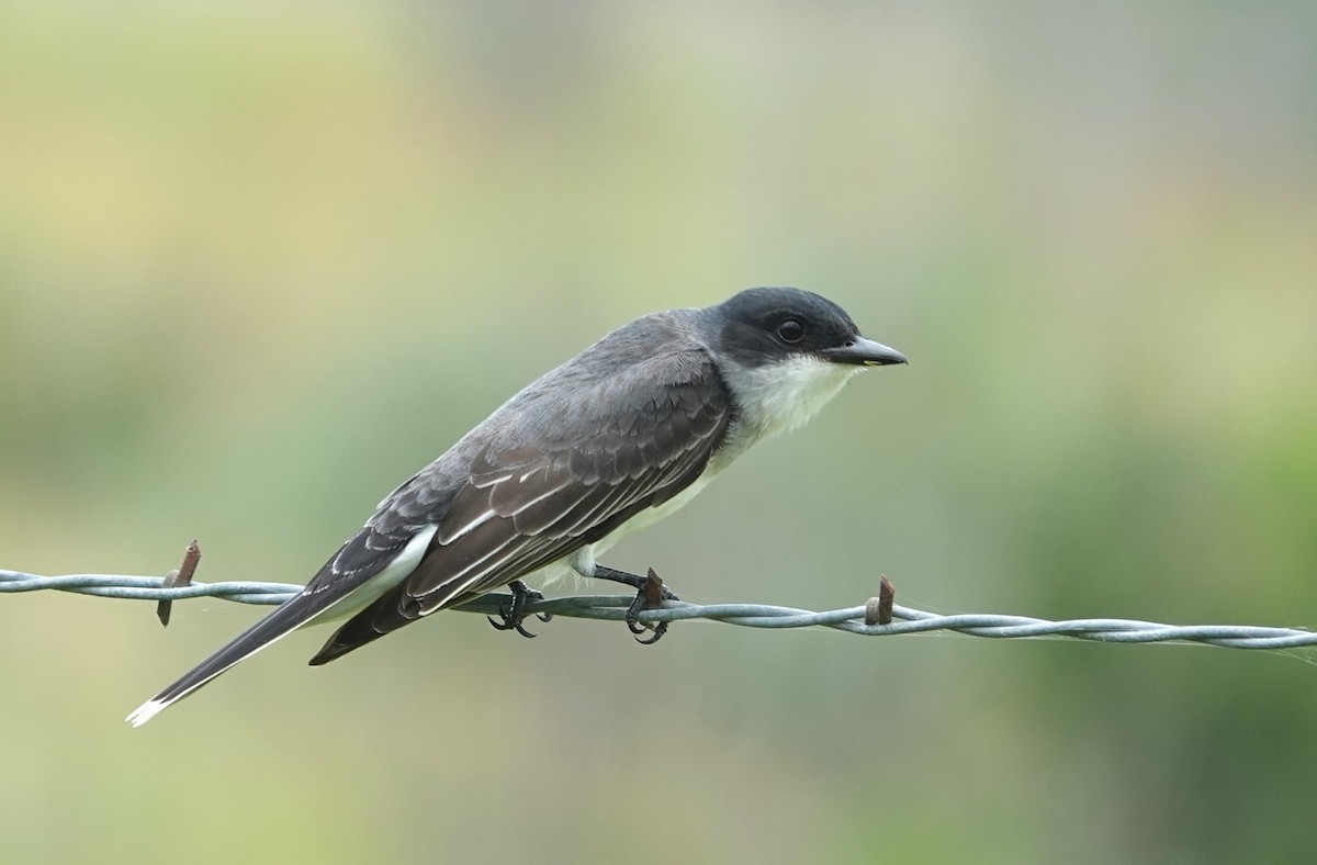 Eastern Kingbird - Doug Willick