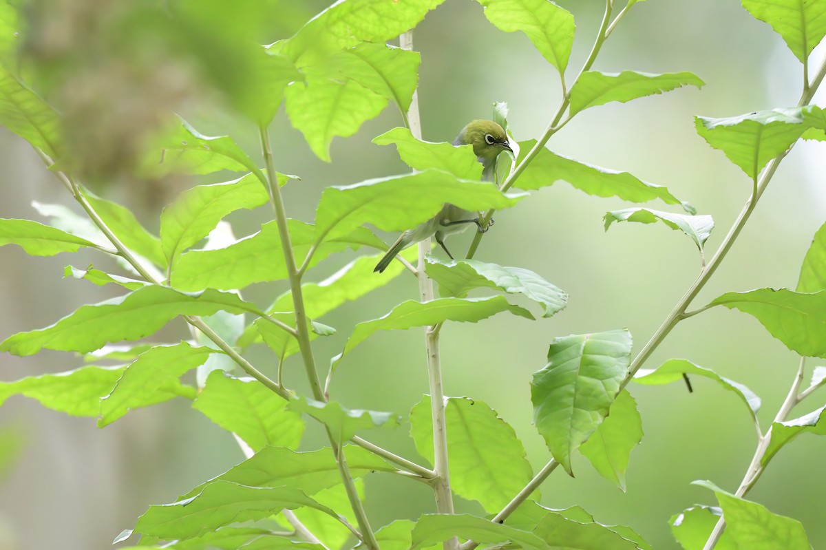 Silvereye - Ken Crawley