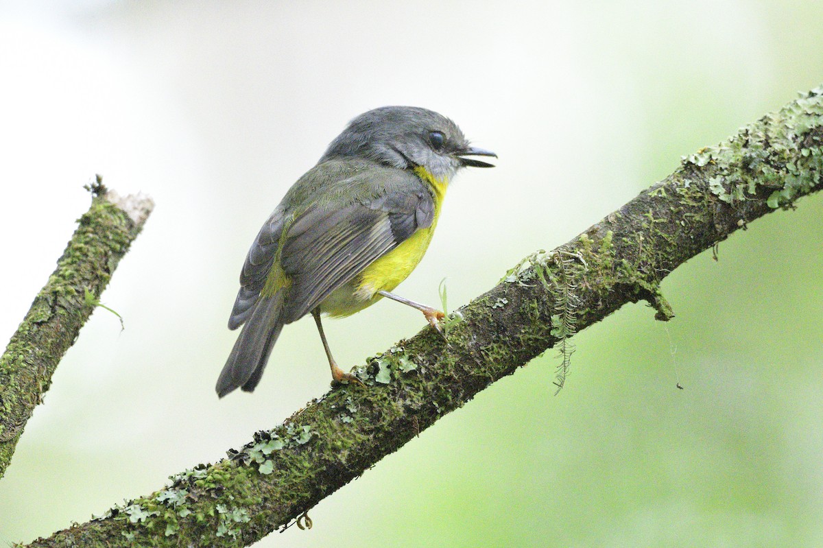 Eastern Yellow Robin - ML619517763