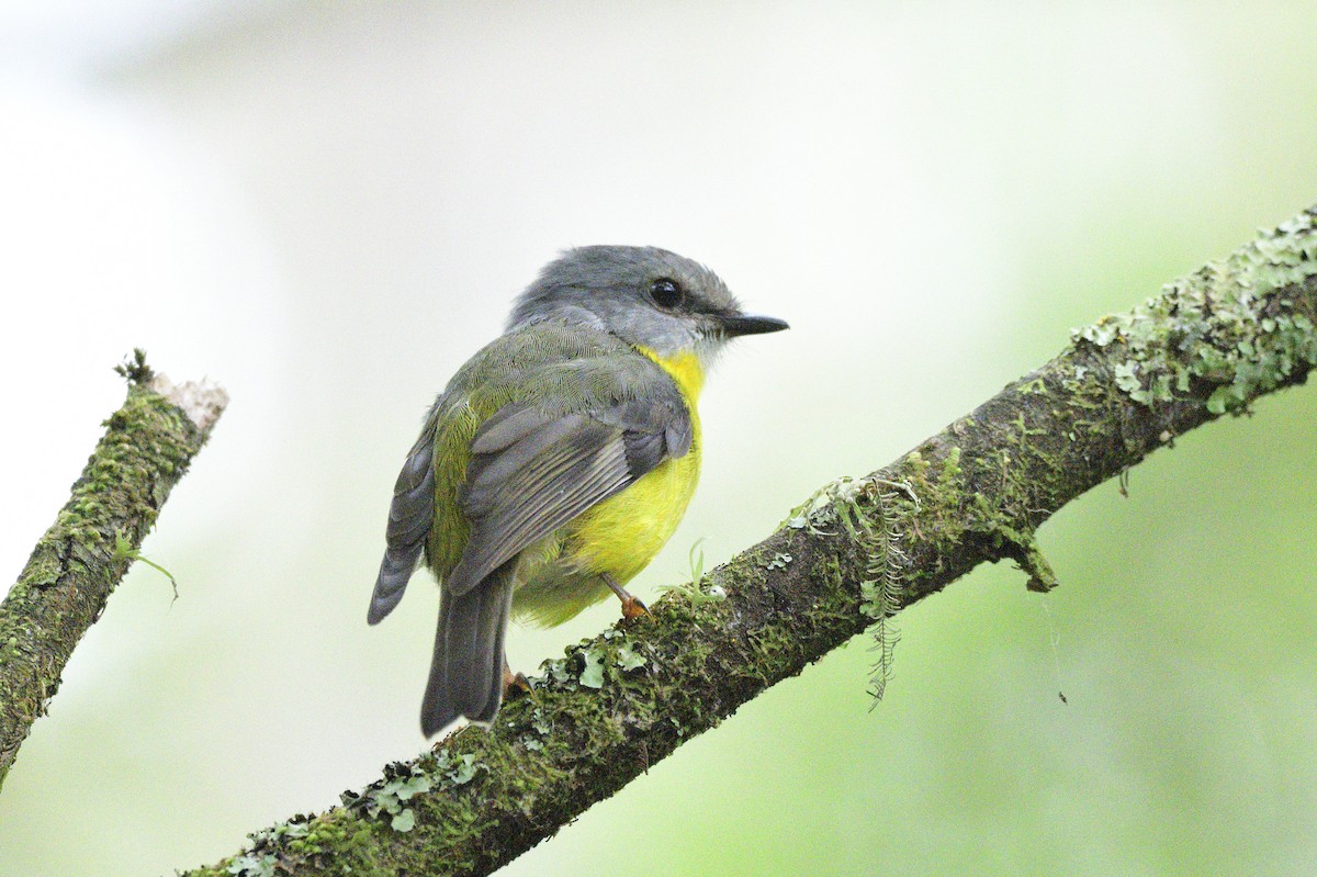 Eastern Yellow Robin - ML619517765