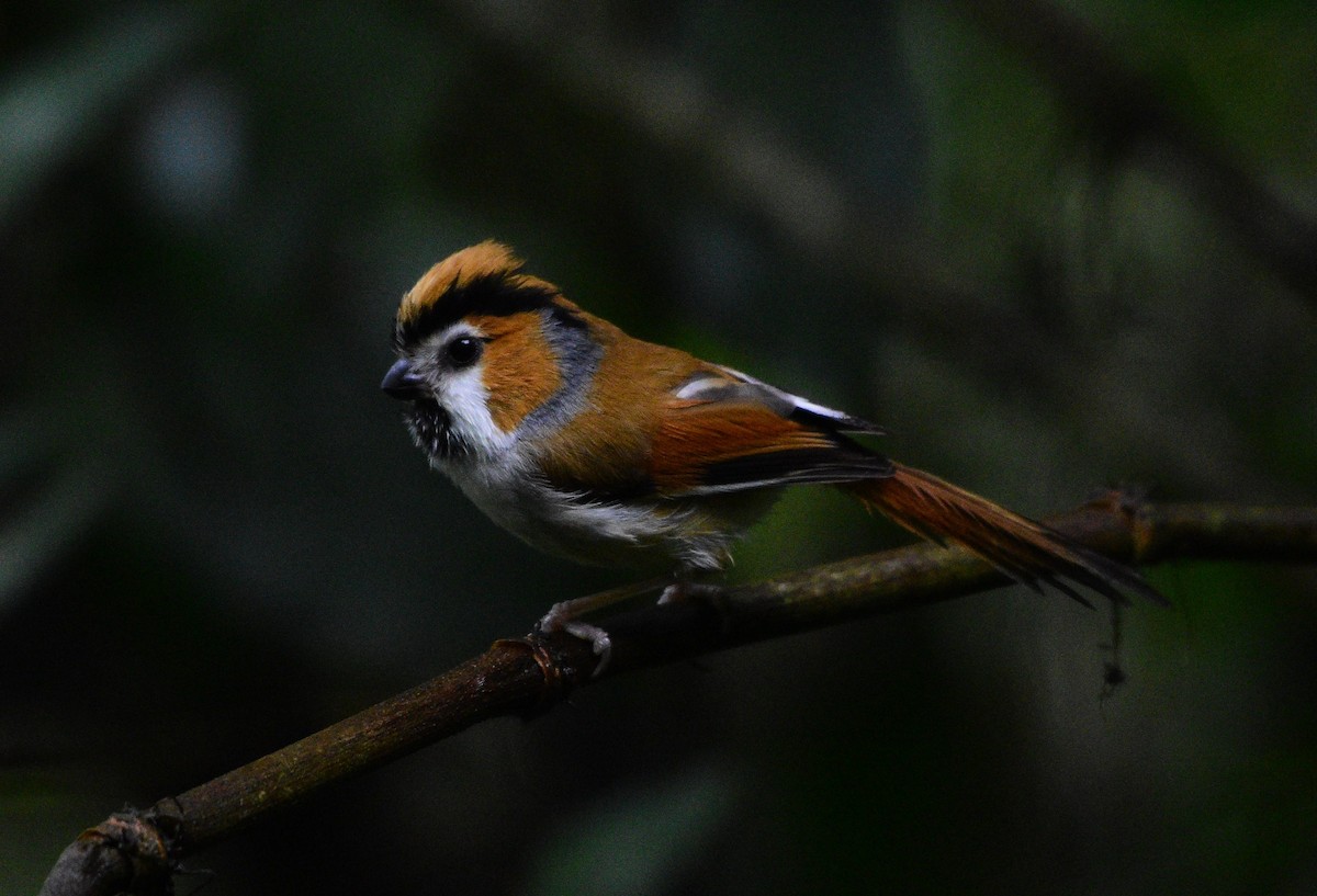 Black-throated Parrotbill - ML619517771