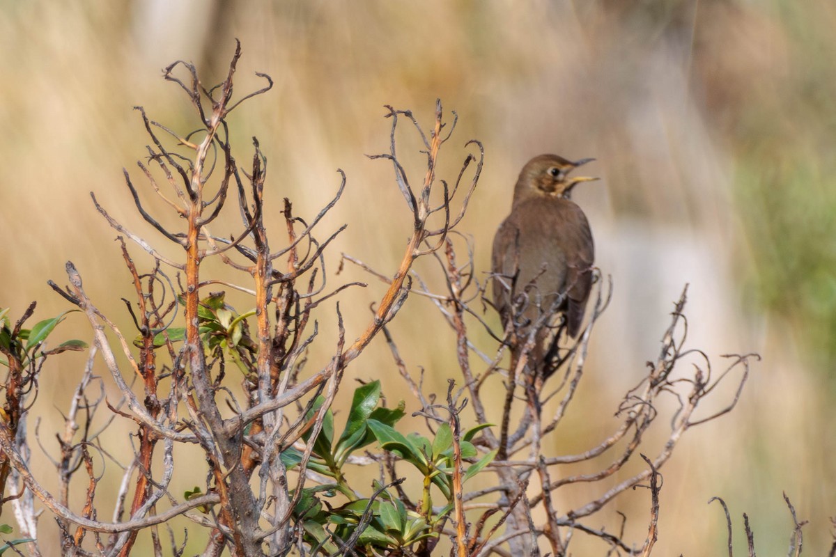 Song Thrush - Pierce Louderback