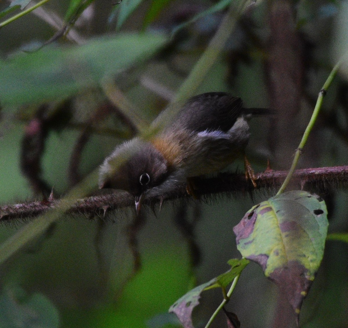 Whiskered Yuhina - Dibyendu Saha