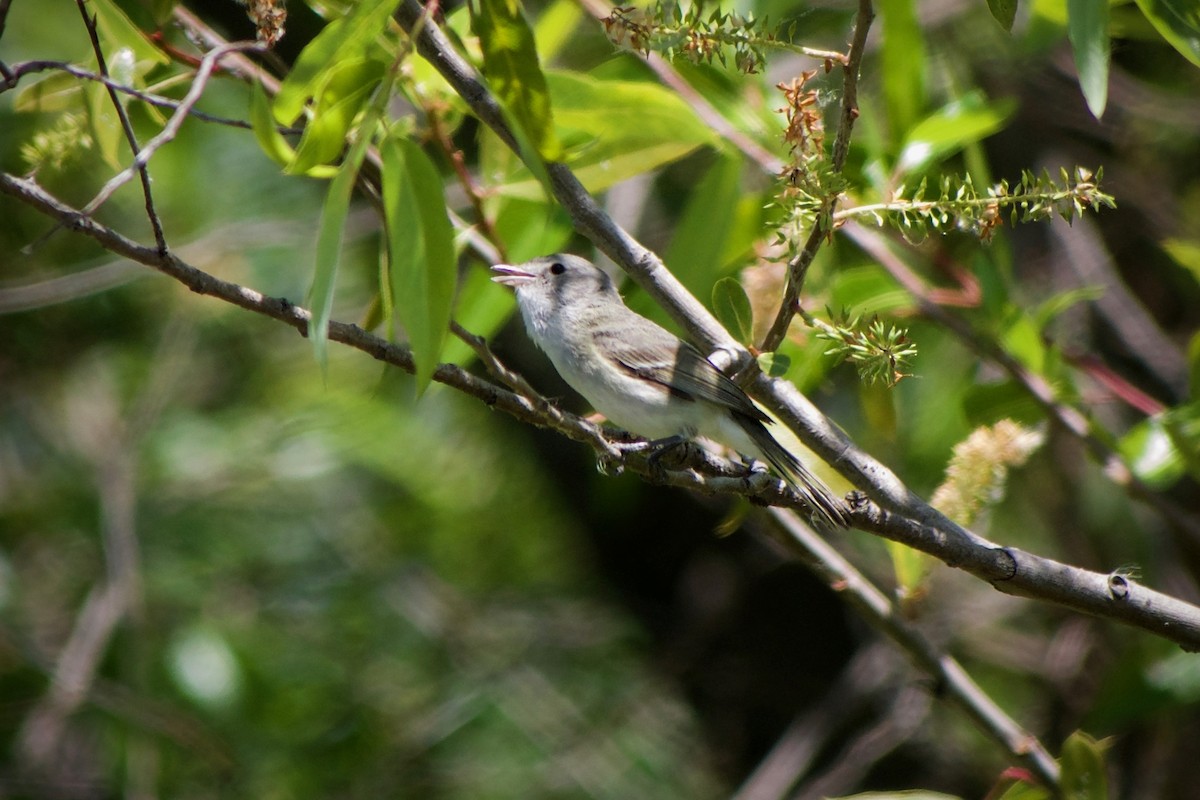 Bell's Vireo (Least) - Richard Bradus