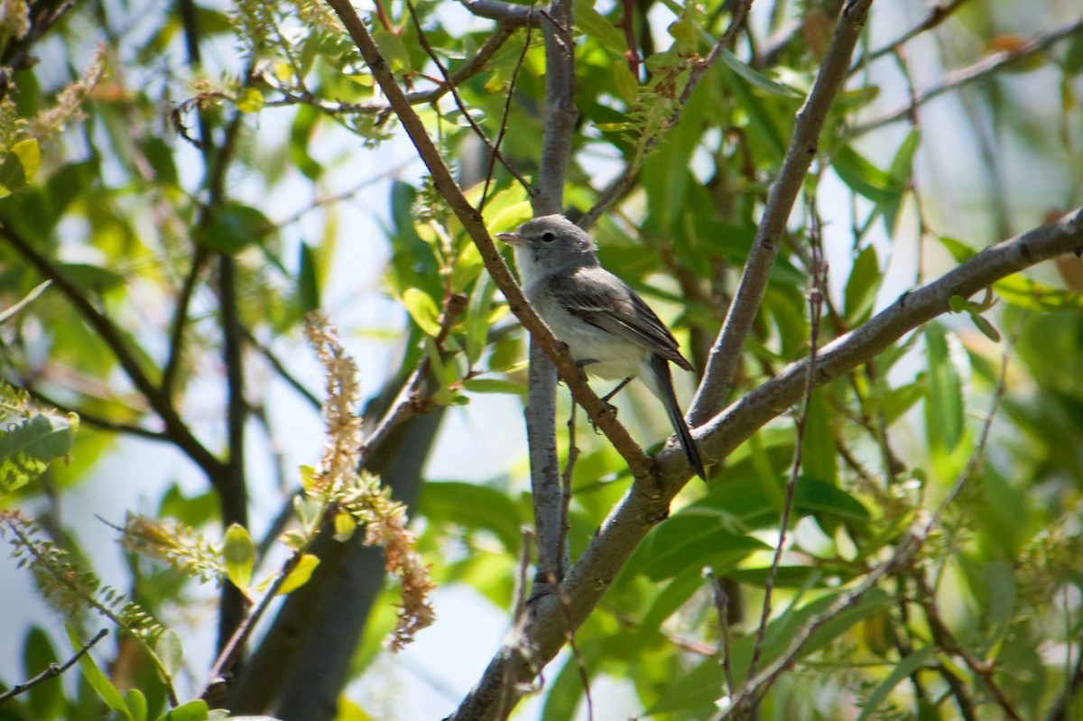 Bell's Vireo (Least) - Richard Bradus