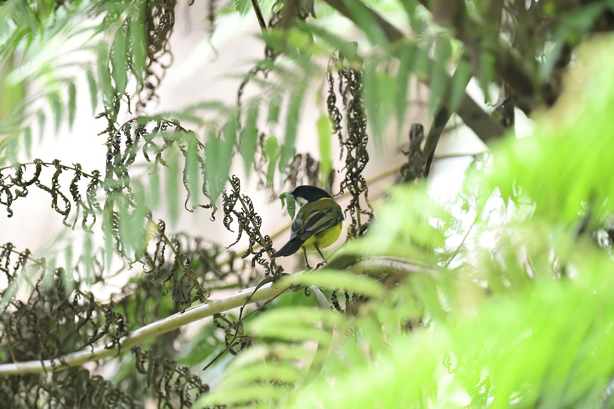 Golden Whistler - Ken Crawley