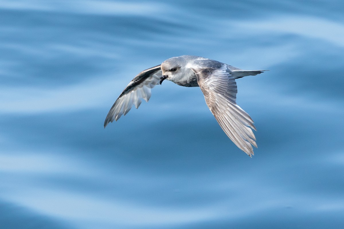 Fork-tailed Storm-Petrel - Jeerapa Sookgaew