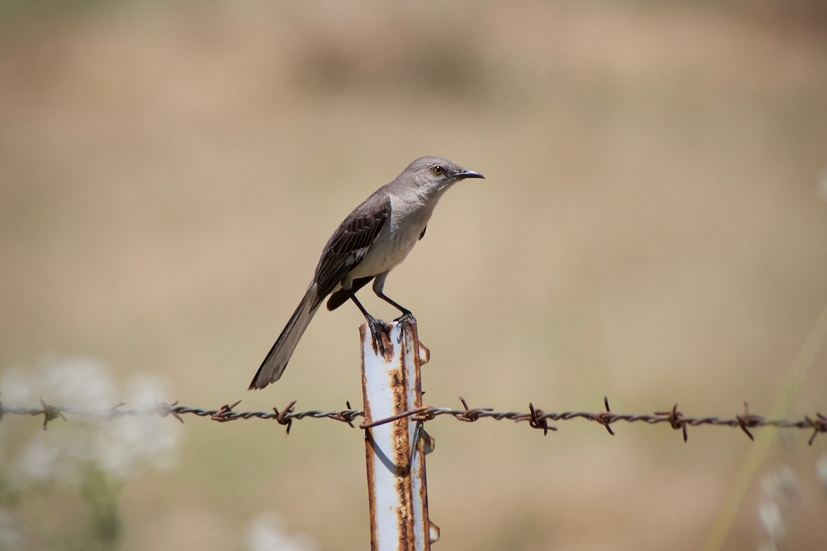 Northern Mockingbird - Richard Bradus