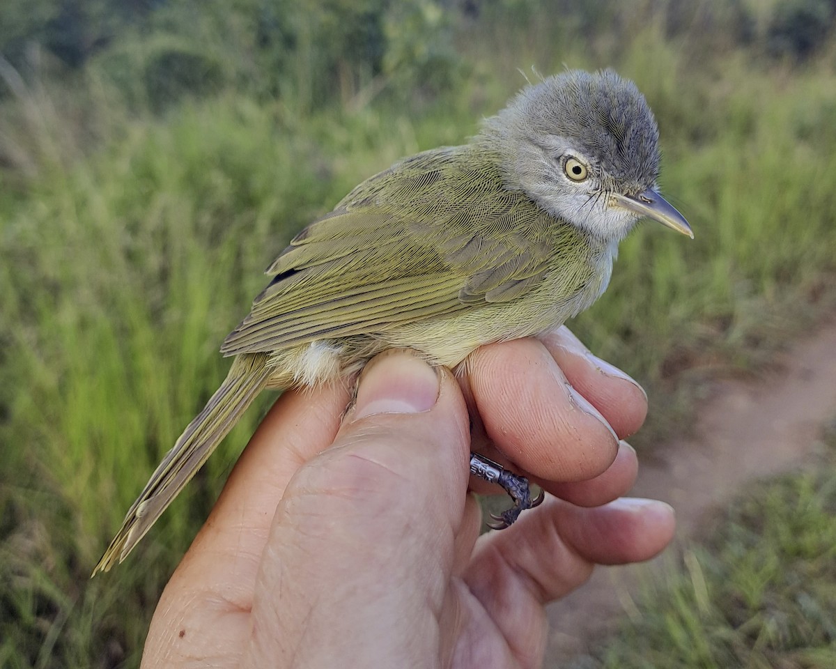 Tiny Greenbul - Derek Engelbrecht