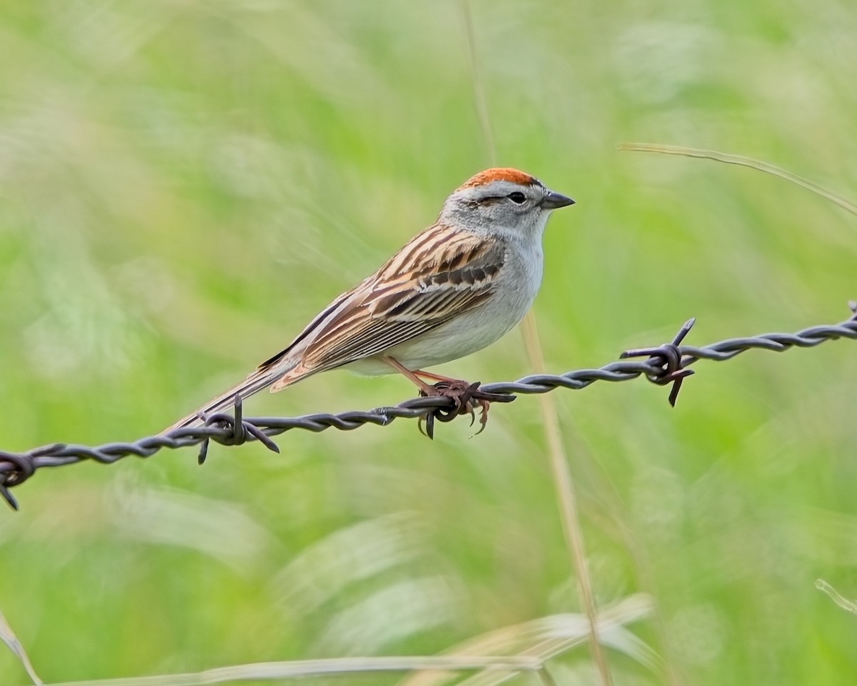 Chipping Sparrow - Frank Letniowski