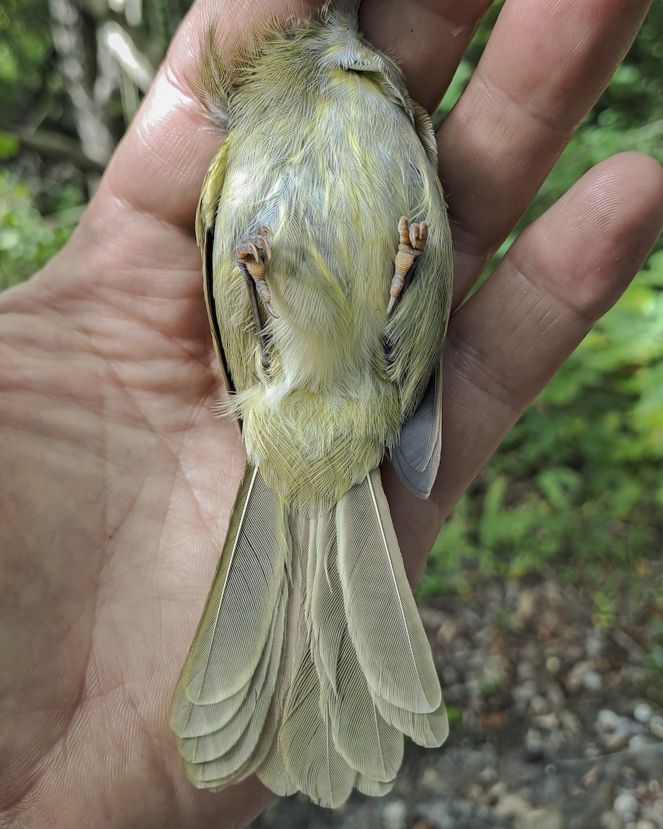 Tiny Greenbul - Derek Engelbrecht