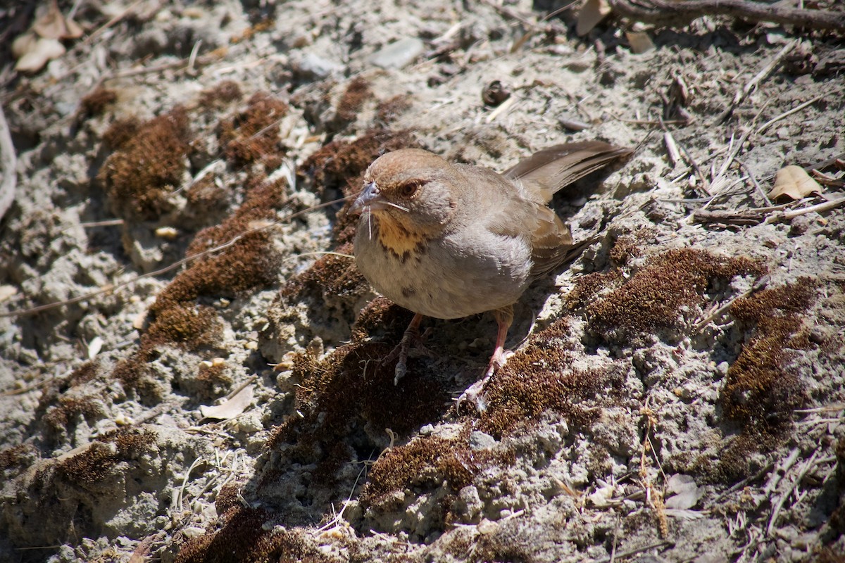 California Towhee - Richard Bradus