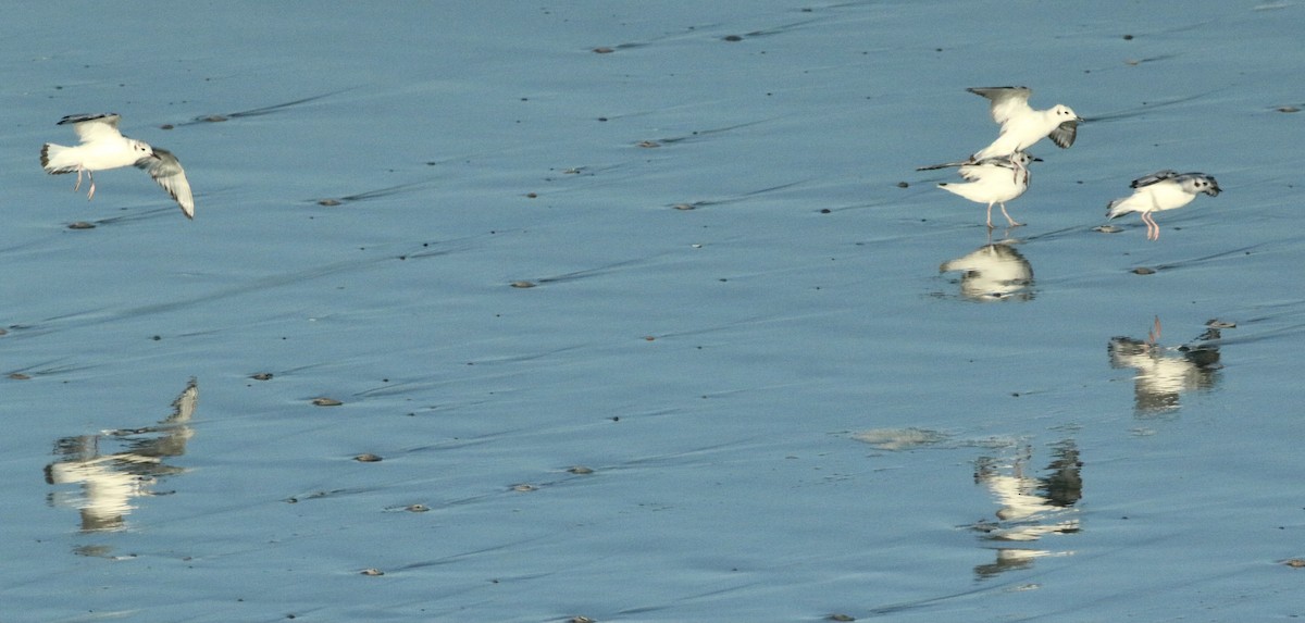 Bonaparte's Gull - Paul Saraceni