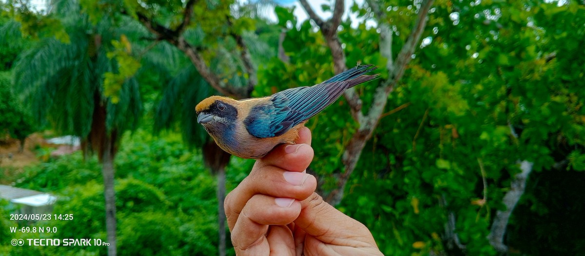 Burnished-buff Tanager - Luis Mieres Bastidas