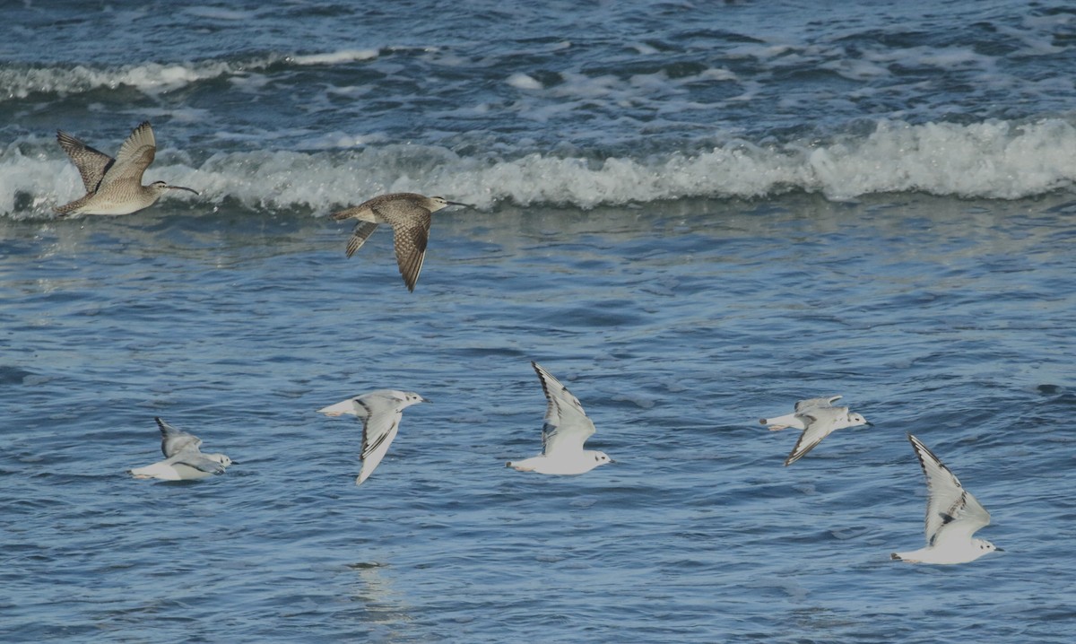 Bonaparte's Gull - Paul Saraceni