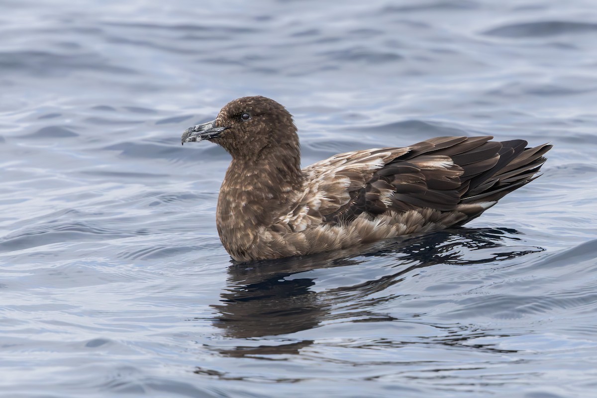 Brown Skua - Walter Beyleveldt