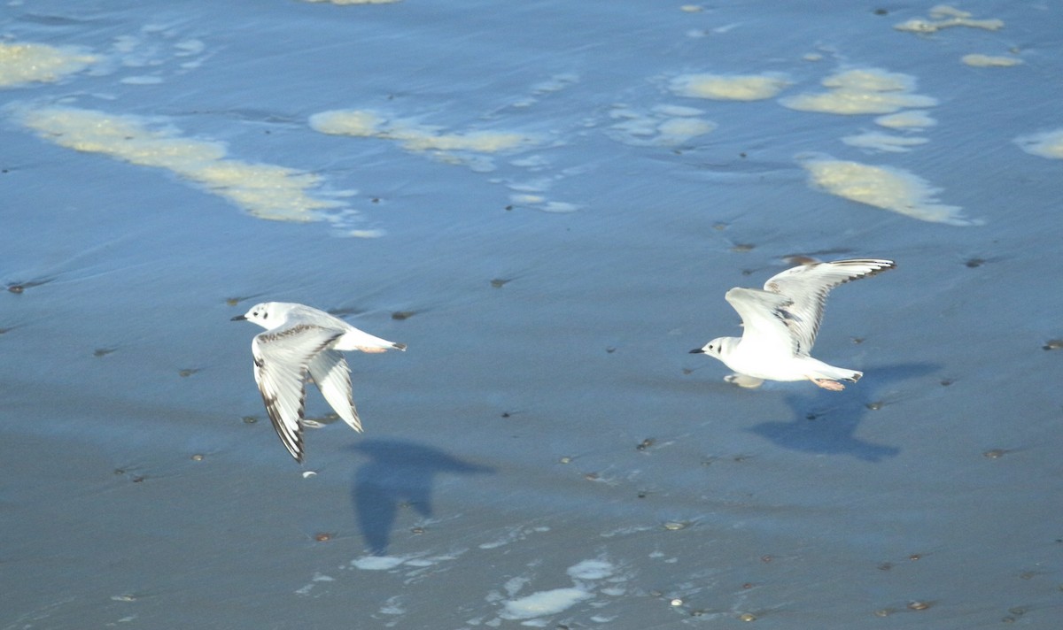 Bonaparte's Gull - Paul Saraceni