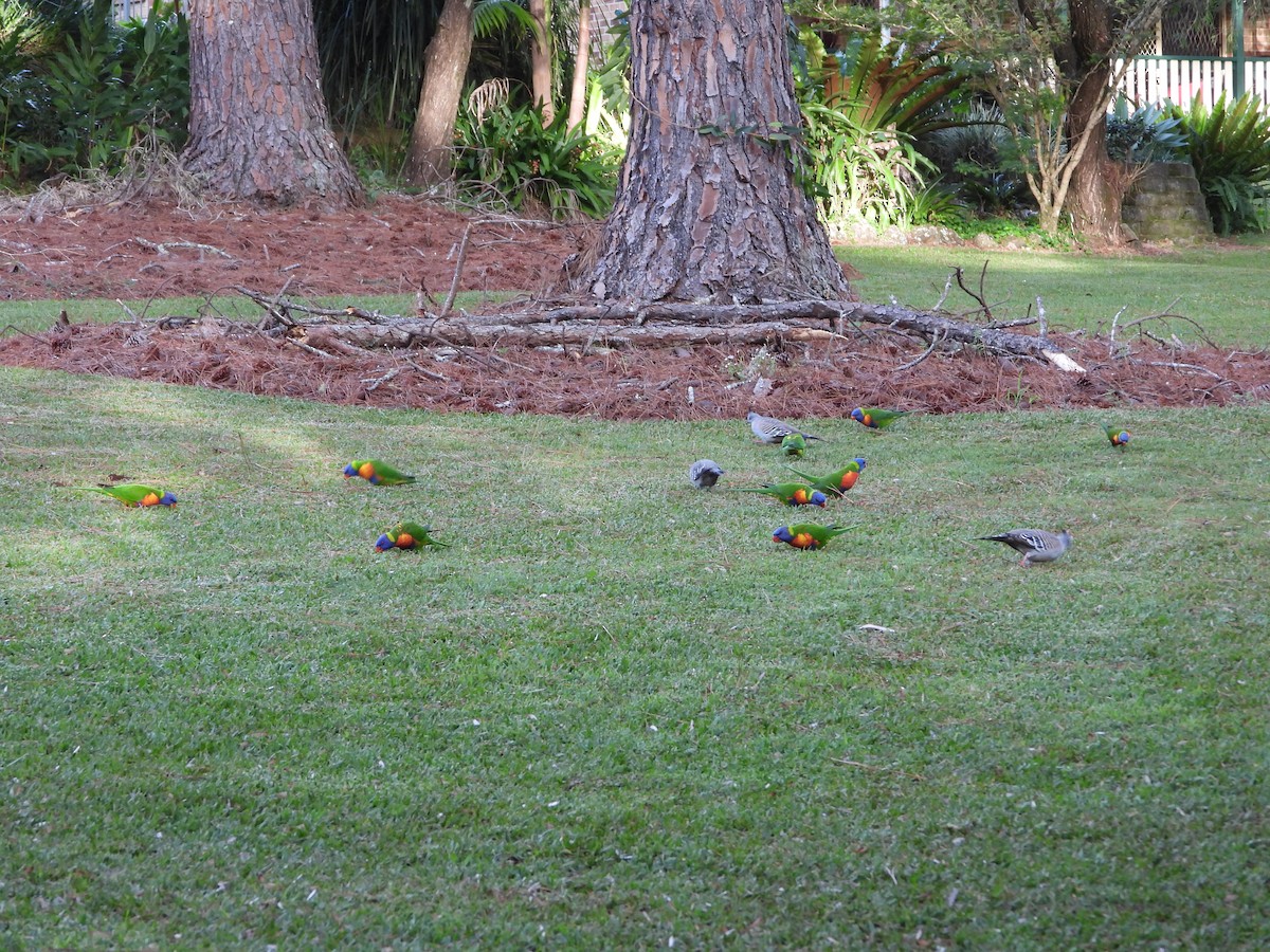 Rainbow Lorikeet - David Flumm