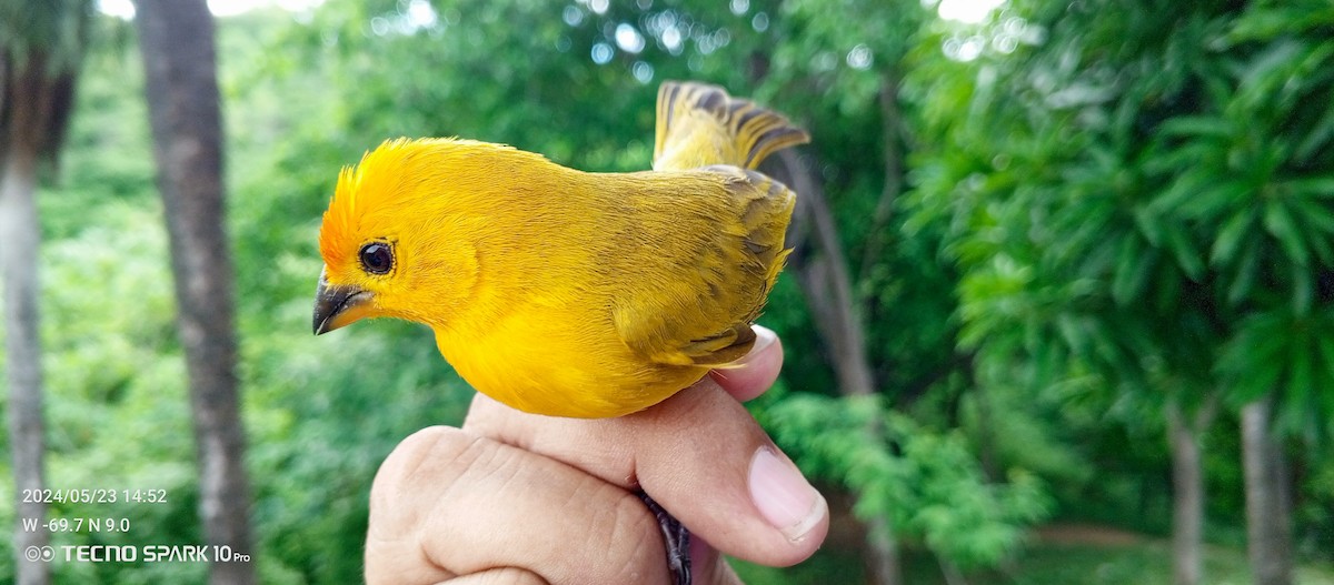 Saffron Finch - Luis Mieres Bastidas