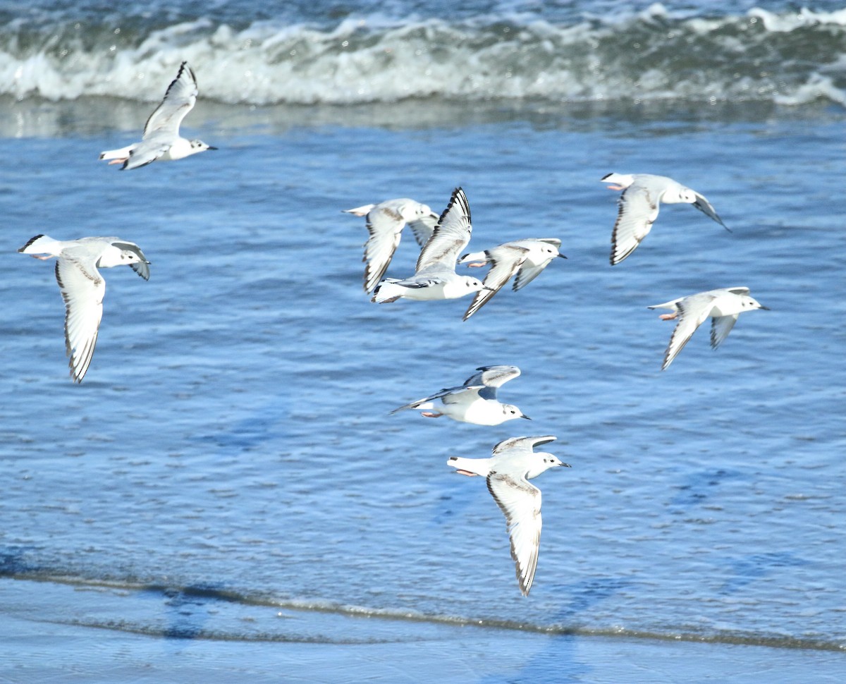 Bonaparte's Gull - Paul Saraceni