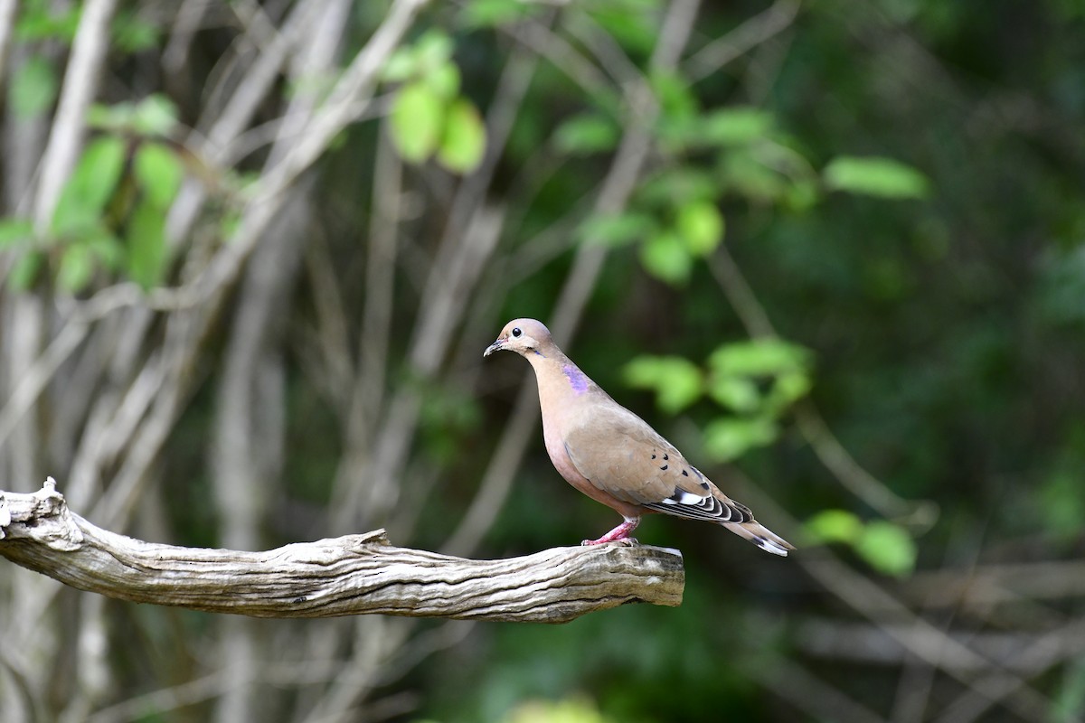 Zenaida Dove - José Alberto Pérez Hechavarría