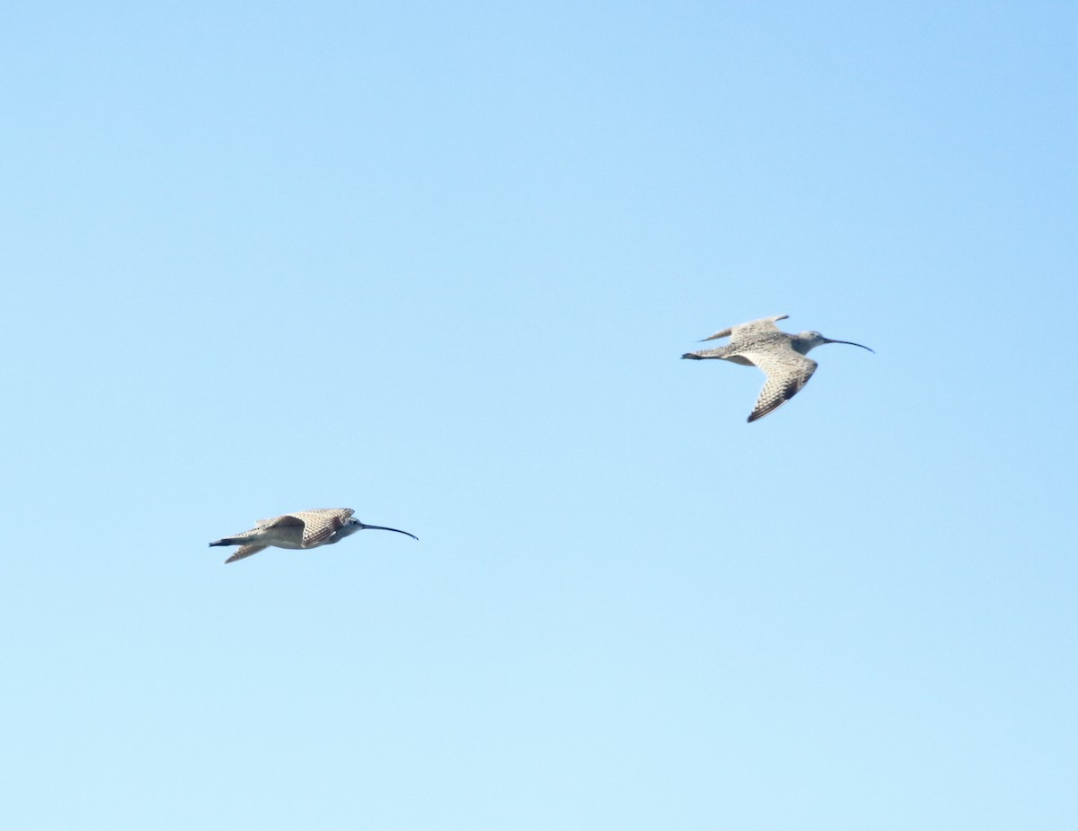 Long-billed Curlew - Paul Saraceni