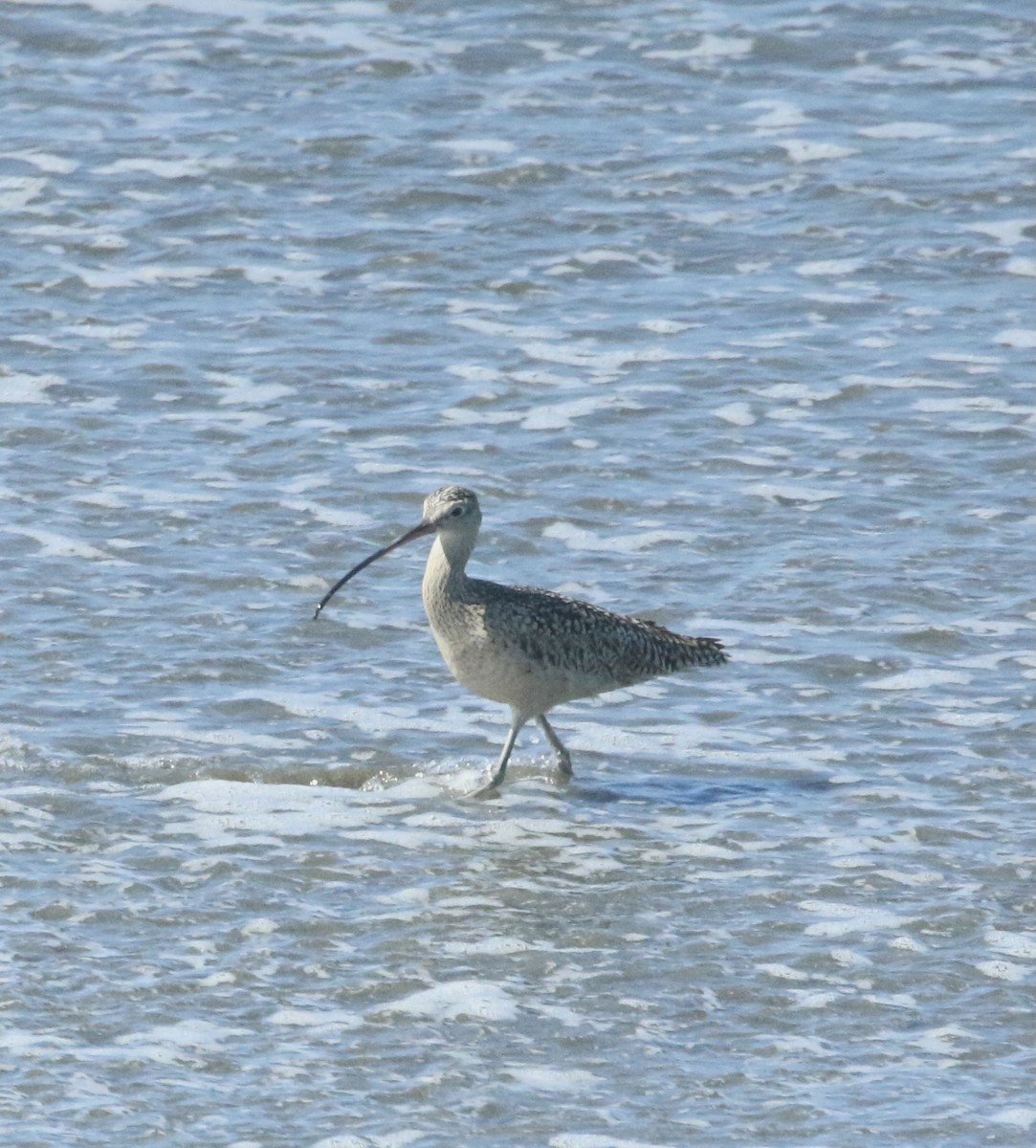 Long-billed Curlew - Paul Saraceni