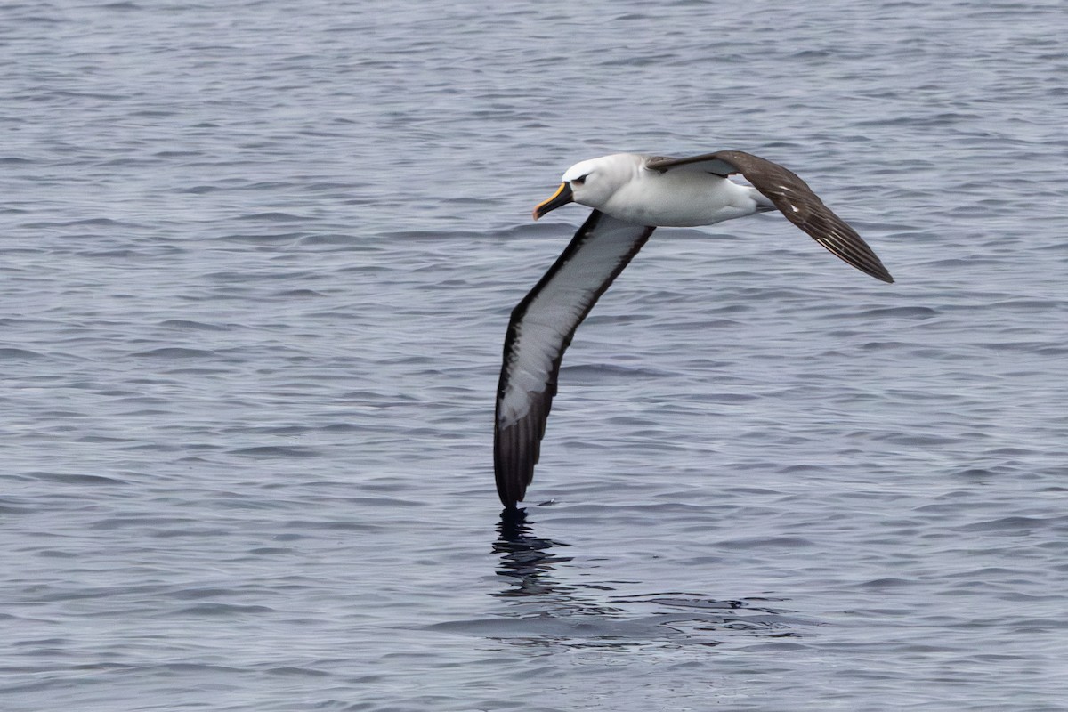 Atlantic Yellow-nosed Albatross - Walter Beyleveldt