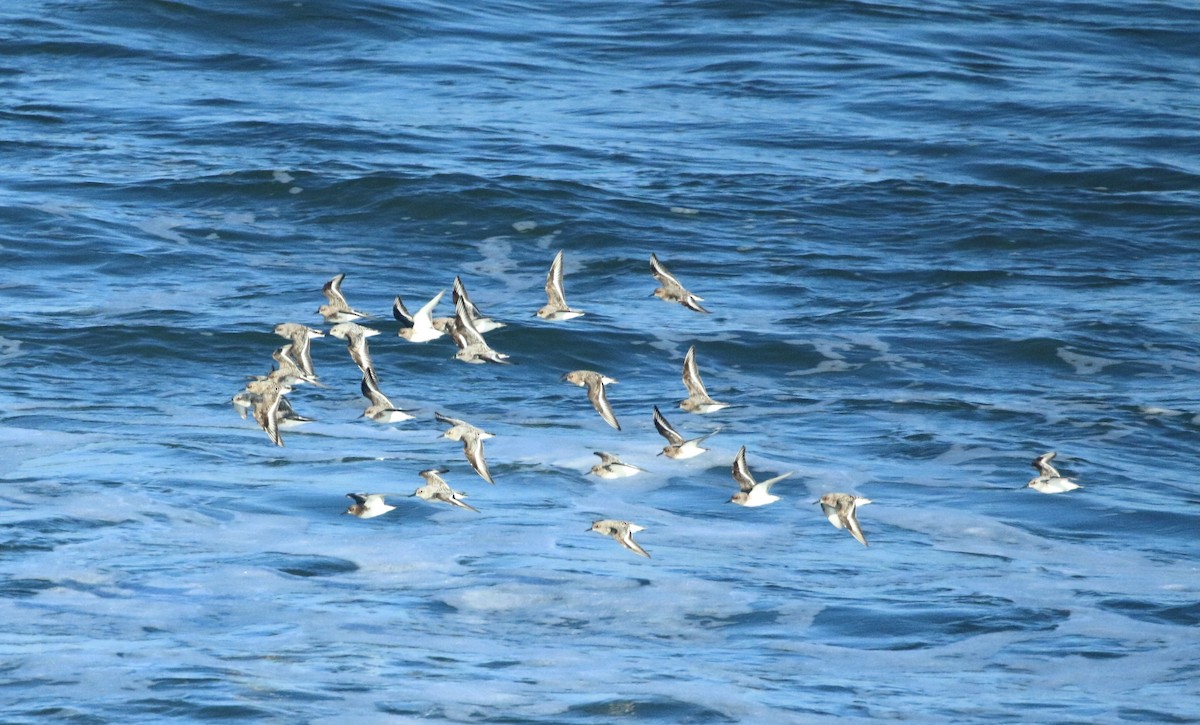 Bécasseau sanderling - ML619517846