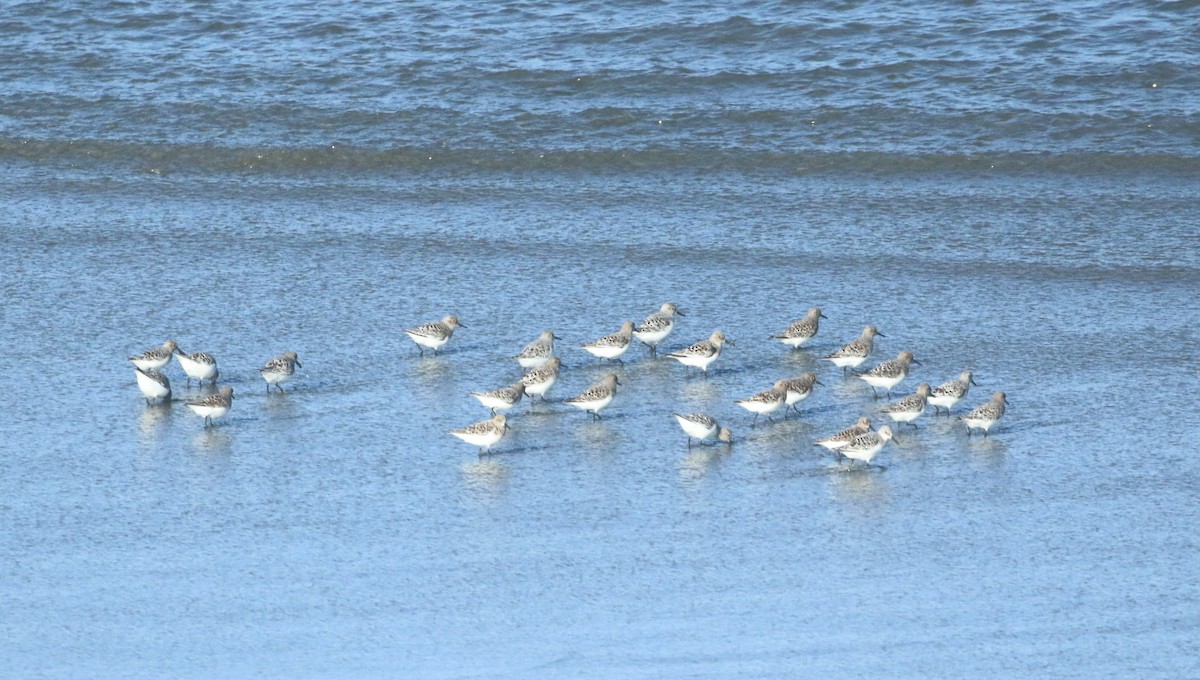 Sanderling - Paul Saraceni